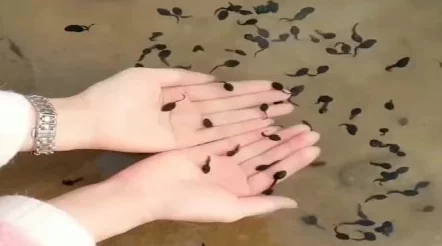 视频蝌蚪窝：全新内容上线，带你领略不一样的创意短视频世界，快来一起分享精彩瞬间！