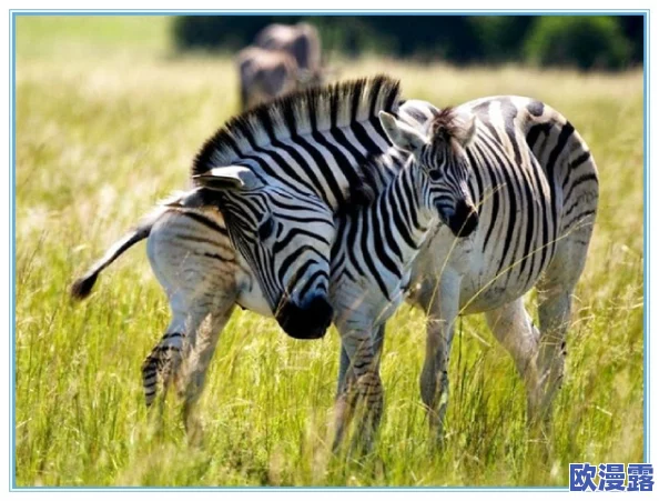 狍和女人做爰：动物行为学家研究发现狍与人类互动的新模式及其对生态保护的影响